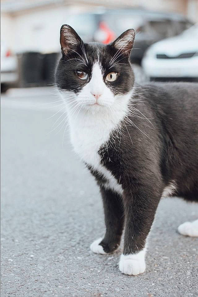 Chester a rejoint le concours — aidez-le/la à gagner de superbes lots ! asphalt, black_cat, carnivore, cat, claw, domestic_short_haired_cat, eye, felidae, fur, grey, monochrome_photography, paw, road, road_surface, sitting, small_to_medium_sized_cats, snout, tail, whiskers, window