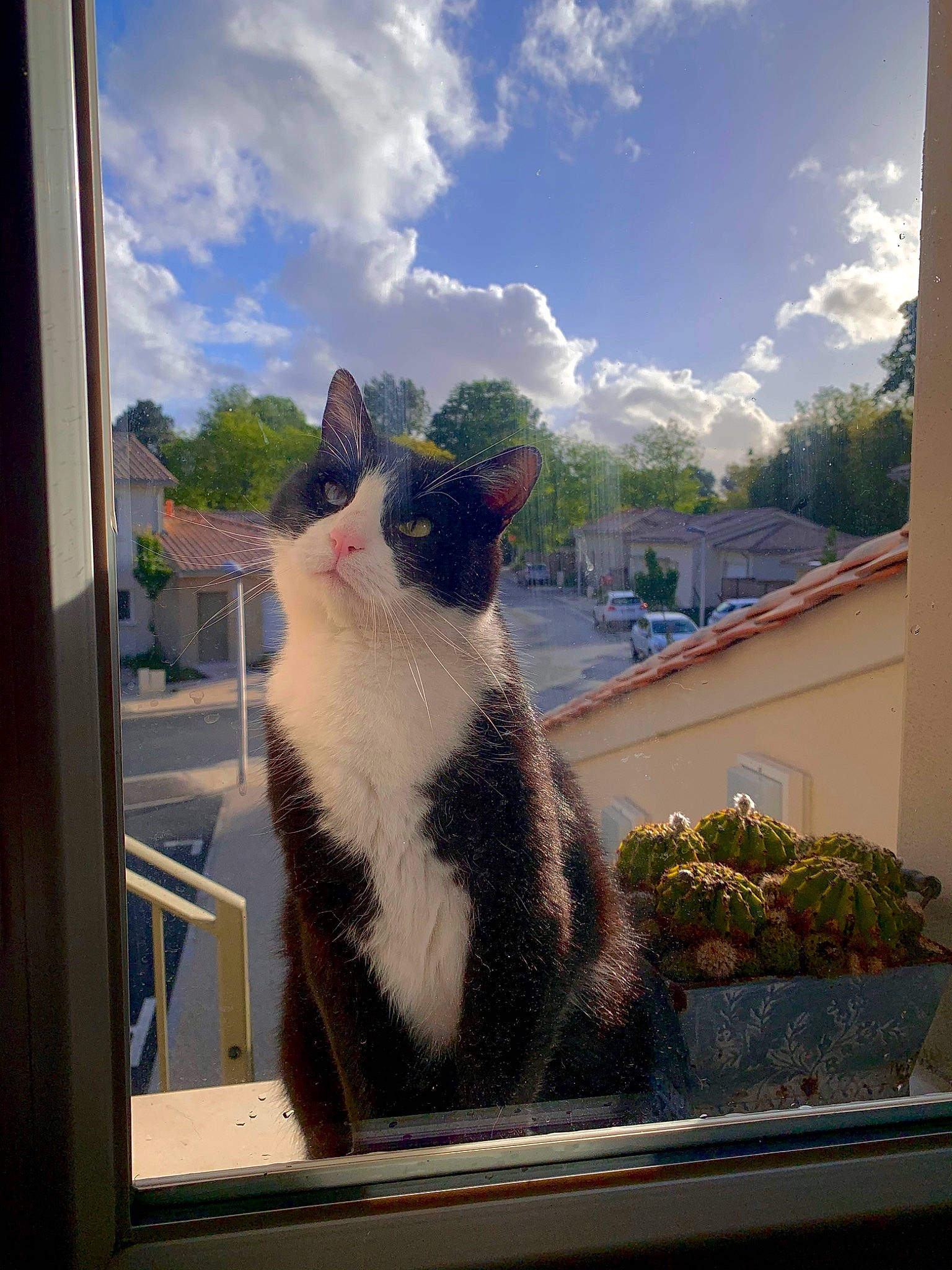 Chester participe au concours pour gagner de l'argent avec cette photo : automotive_window_part, carnivore, cat, cloud, daytime, domestic_short_haired_cat, felidae, glass, grass, plant, roof, sky, small_to_medium_sized_cats, snout, tail, tints_and_shades, tree, whiskers, window, windshield