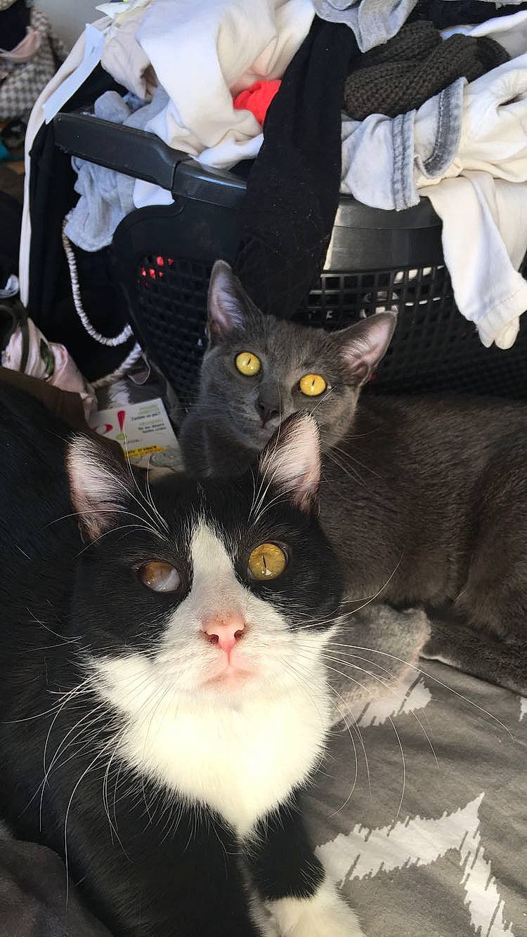 Oups participe au concours pour gagner de l'argent avec cette photo : carnivore, cat, comfort, domestic_short_haired_cat, felidae, fur, paw, small_to_medium_sized_cats, snout, tail, whiskers, white