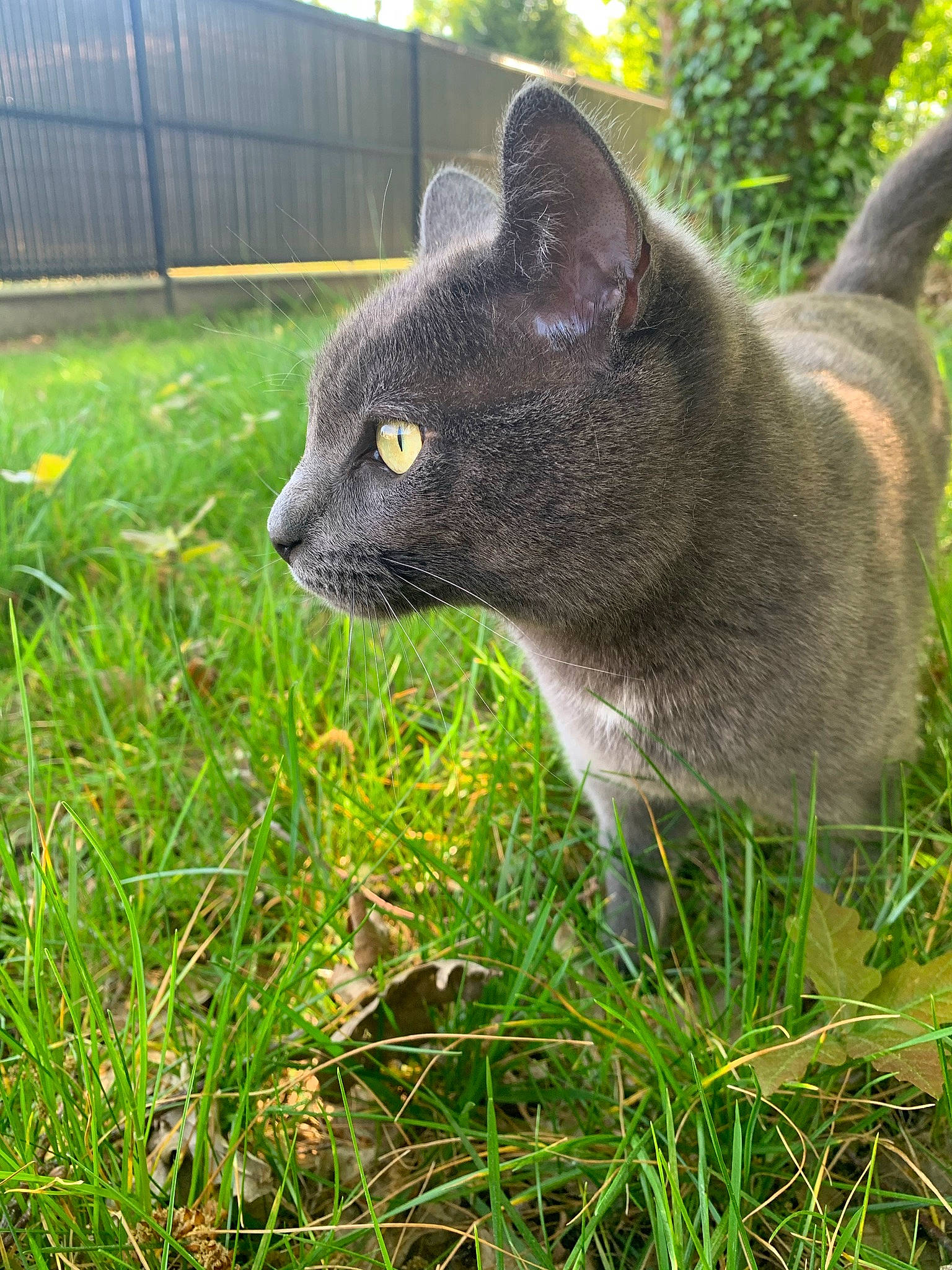 Oups participe au concours pour gagner de l'argent avec cette photo : art, carnivore, cat, domestic_short_haired_cat, felidae, fence, fur, grass, grass_family, groundcover, home_fencing, lawn, plant, sculpture, small_to_medium_sized_cats, snout, tail, terrestrial_animal, tree, whiskers