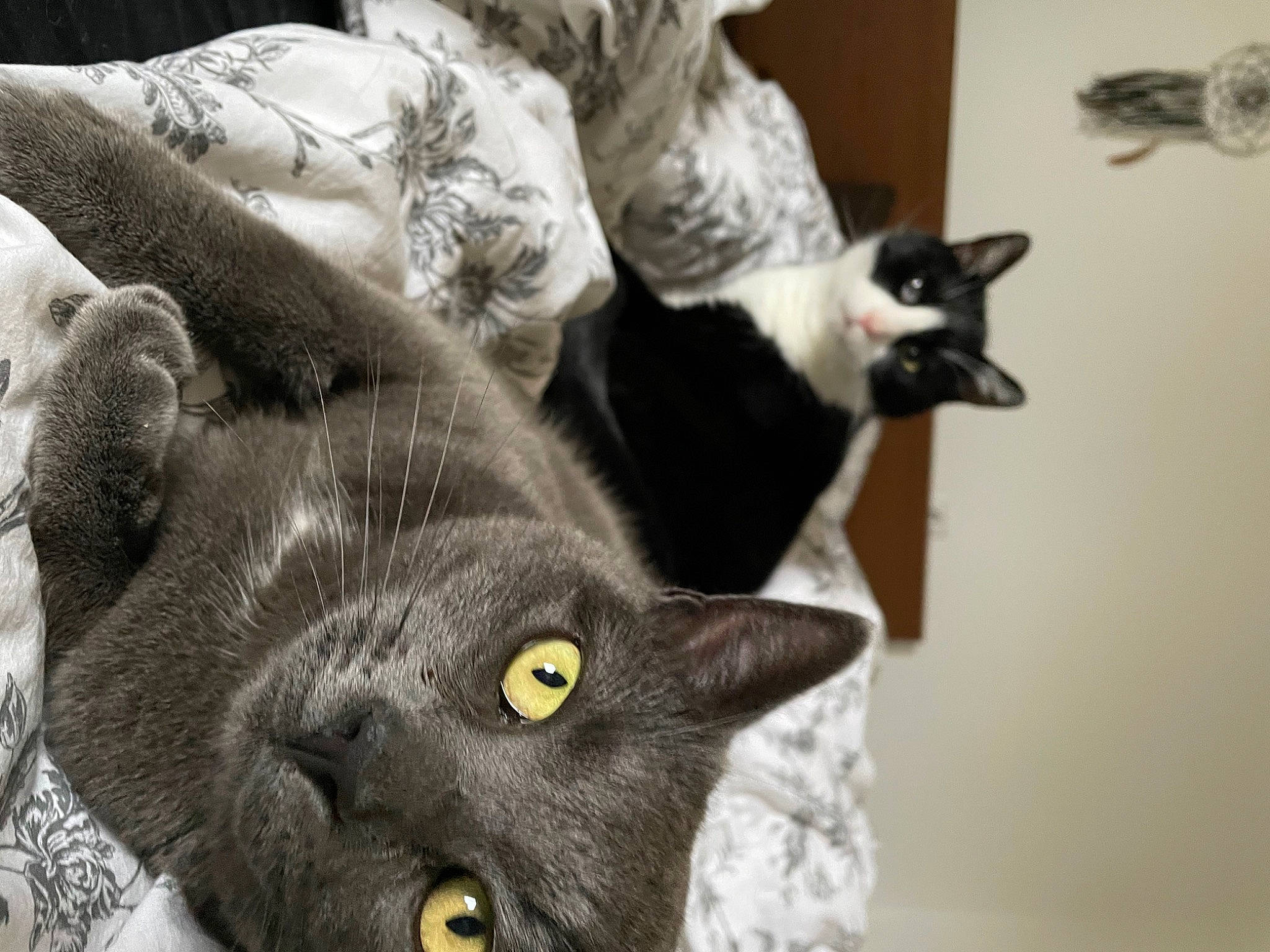 Oups participe au concours pour gagner de l'argent avec cette photo : black_cat, bombay, carnivore, cat, claw, comfort, couch, domestic_short_haired_cat, ear, felidae, fur, paw, small_to_medium_sized_cats, snout, tail, terrestrial_animal, whiskers