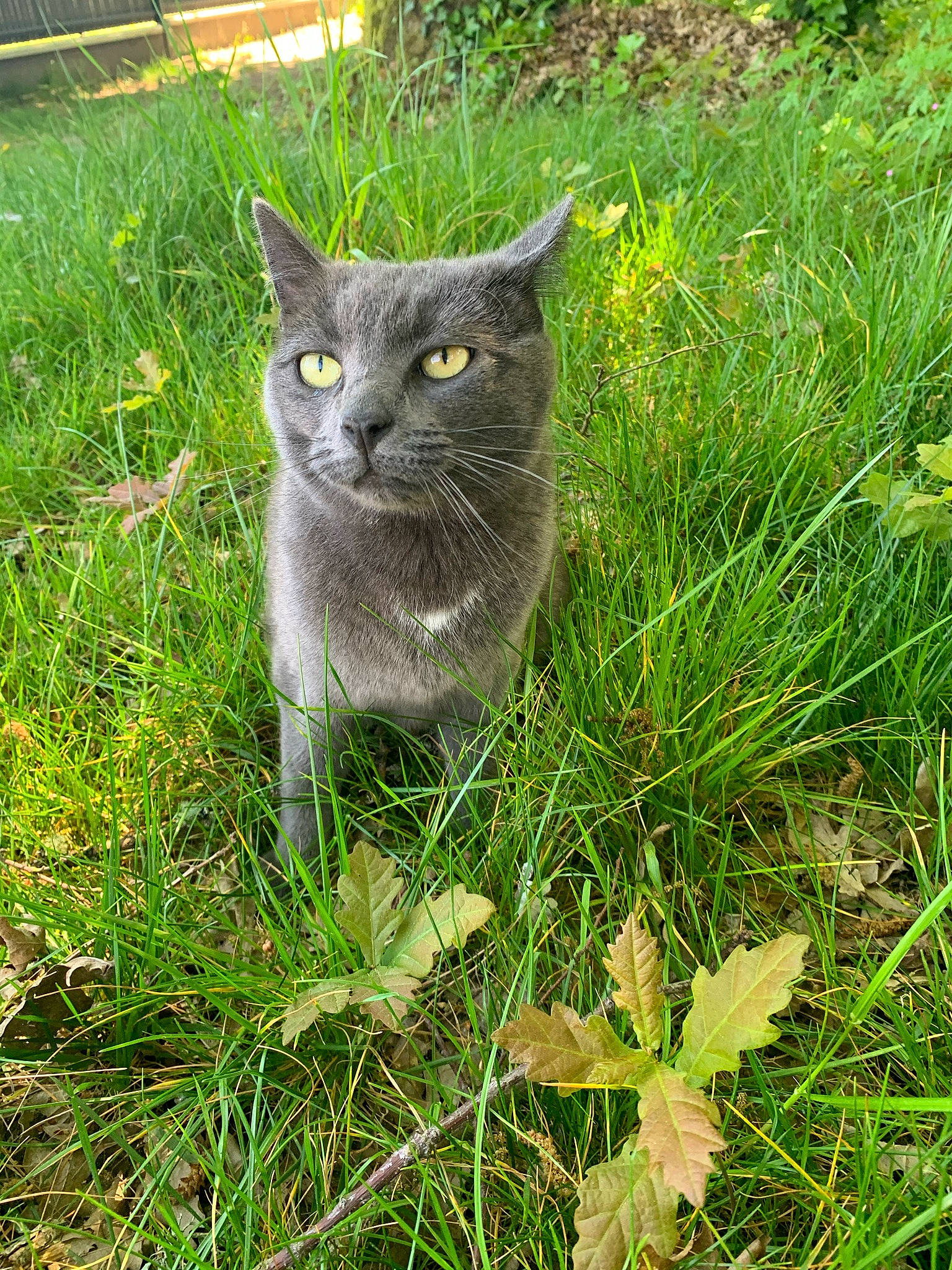 Oups participe au concours pour gagner de l'argent avec cette photo : carnivore, cat, chartreux, domestic_short_haired_cat, felidae, fur, grass, grass_family, grassland, groundcover, herb, plant, russian_blue, small_to_medium_sized_cats, snout, tail, terrestrial_animal, tree, whiskers, wildlife