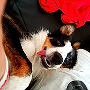 Noodle participe au concours pour gagner de l'argent avec cette photo :