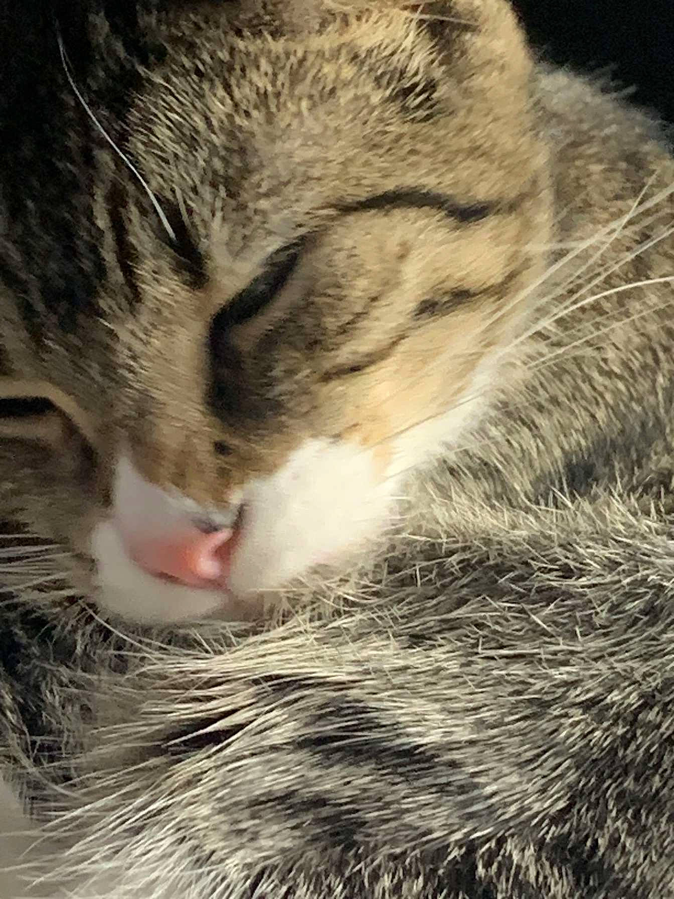 Mary Jane joined the competition — help win amazing prizes! carnivore, cat, claw, close_up, domestic_short_haired_cat, felidae, fur, grass, mammal, nose, paw, sleep, small_to_medium_sized_cats, snout, tail, terrestrial_animal, tree, vertebrate, whiskers, wildlife