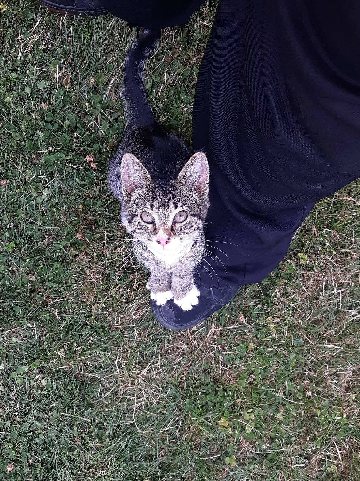 Mary Jane joined the competition — help win amazing prizes! carnivore, cat, domestic_short_haired_cat, electric_blue, felidae, fur, gesture, grass, human_leg, paw, sitting, sleeve, small_to_medium_sized_cats, soil, tail, terrestrial_animal, tree, whiskers, wildlife