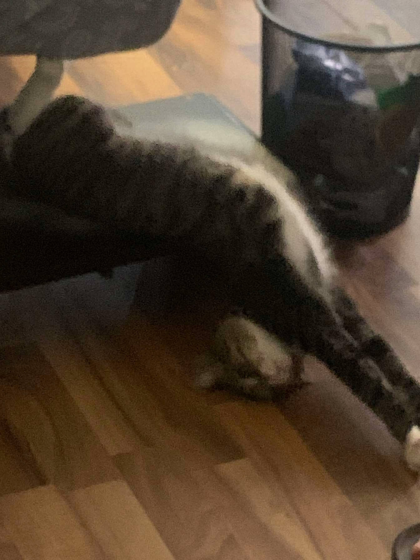 Mary Jane joined the competition — help win amazing prizes! cloud, comfort, companion_dog, dog_breed, felidae, floor, flooring, foot, fur, hardwood, human_leg, laminate_flooring, paw, small_to_medium_sized_cats, tail, tints_and_shades, whiskers, wood, wood_flooring, wood_stain