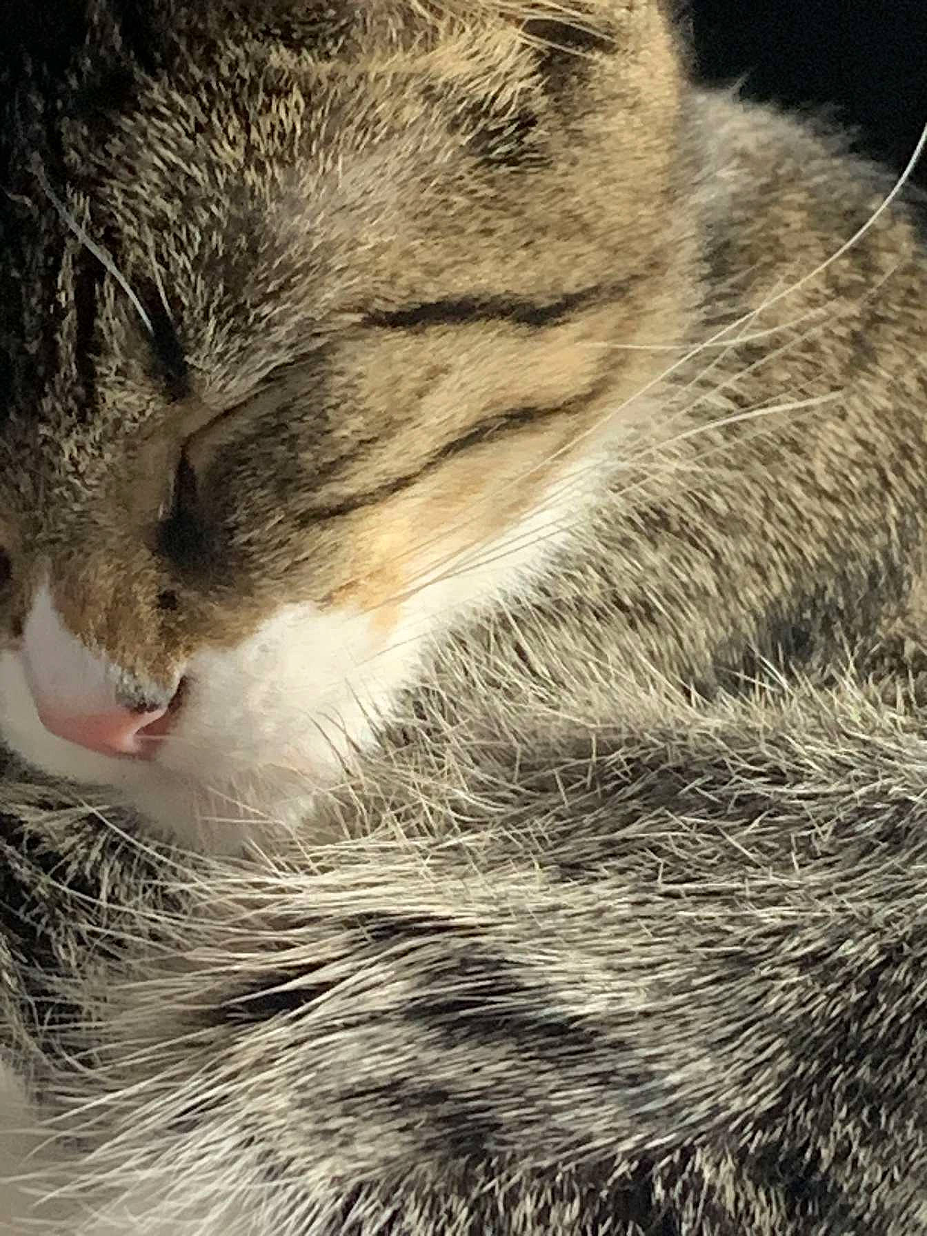 Mary Jane joined the competition — help win amazing prizes! carnivore, cat, claw, close_up, domestic_short_haired_cat, eye, felidae, fur, grass, grey, organism, paw, plant, small_to_medium_sized_cats, snout, tail, terrestrial_animal, tree, whiskers, wildlife