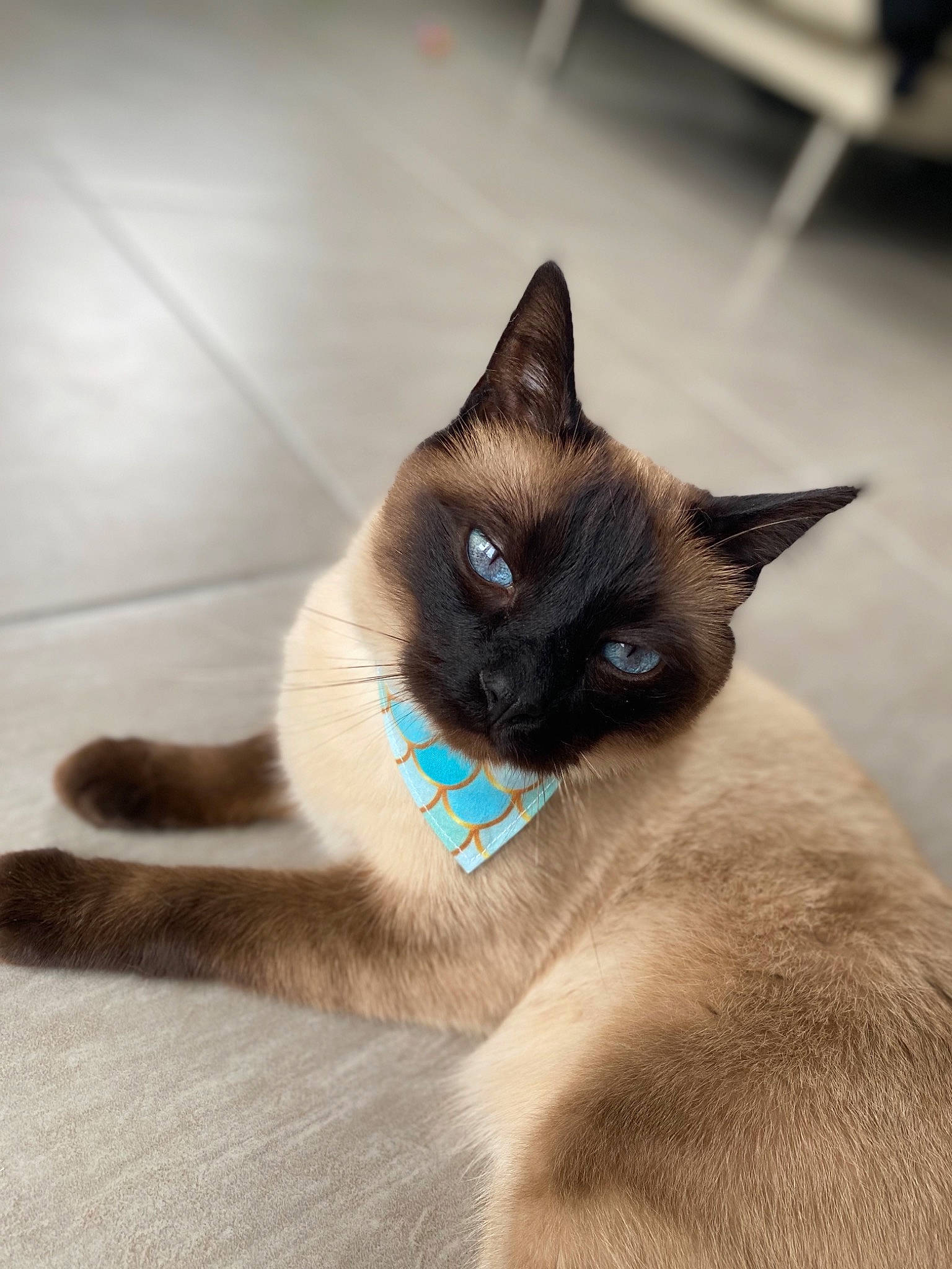 Limbo participe au concours pour gagner de l'argent avec cette photo : balinese, birman, burmese, carnivore, cat, eye, fawn, felidae, himalayan, iris, kitten, mammal, siamese, small_to_medium_sized_cats, snout, snowshoe, thai, tonkinese, vertebrate, whiskers
