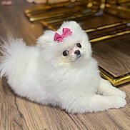 Chloe joined the competition — help win amazing prizes! dog, white_dog, small_dog, pomeranian, bow, pink_bow, fluffy, cute, pet, indoor, wooden_floor, furniture, golden_furniture, lying_down, portrait, animal, domestic_animal, floor, cozy, curious
