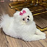 dog, white_dog, small_dog, pomeranian, bow, pink_bow, fluffy, cute, pet, indoor, wooden_floor, furniture, golden_furniture, lying_down, portrait, animal, domestic_animal, floor, cozy, curious