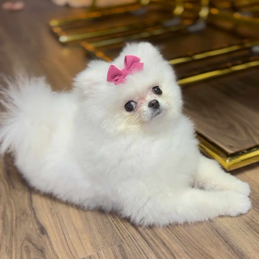 Chloe joined the competition — help win amazing prizes! dog, white_dog, small_dog, pomeranian, bow, pink_bow, fluffy, cute, pet, indoor, wooden_floor, furniture, golden_furniture, lying_down, portrait, animal, domestic_animal, floor, cozy, curious