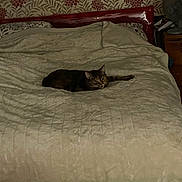 Lady Lottie is registered to the contest to win money with this photo: bed, bedroom, blanket, cat, cat_laying, comfort, cozy, domestic_animal, furniture, home, indoor, lounge, mammal, pattern, pet, resting, sleeping, tabby_cat, wallpaper, wood