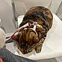 Lady Lottie is registered to the contest to win money with this photo: cat, tabby, sleeping, chair, white_chair, indoor, pet, feline, fur, leash, harness, resting, domestic_animal, cute, animal, compact, quiet, relaxed, paw, head_down