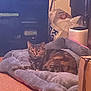 Lady Lottie joined the competition — help win amazing prizes! cat, tabby_cat, pet_bed, indoor, cozy, carpet, cardboard_box, plastic_bag, furniture, electronics, cable, relaxed, animal, feline, domestic, brown, gray, striped, resting, home