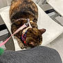 cat, tortoiseshell, feline, pet, indoor, chair, leash, harness, resting, sleeping, white_chair, gray_fabric, floor, furniture, animal, domestic_animal, cute, cozy, waiting_room, calm