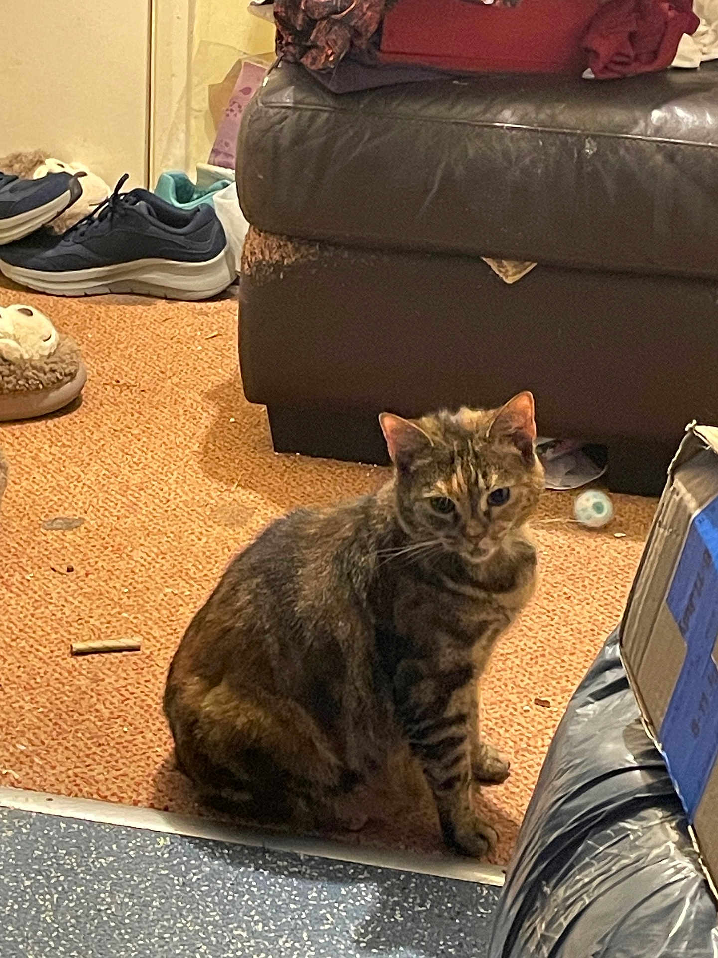 Lottie is registered to the contest to win money with this photo: cat, tabby_cat, carpet, couch, leather, shoes, slippers, cardboard_box, floor, indoor, pet, furniture, orange_carpet, black_couch, domestic_animal, messy_room, sitting, animal, warm_lighting, clutter
