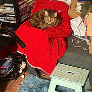 Lottie is registered to the contest to win money with this photo: animal, blue_rug, cardboard_boxes, cat, clutter, couch, cozy, dvd_cases, fan, fur, household_items, indoor, living_room, looking, pet, plastic_step_stool, red_blanket, relaxed, sitting, tabby_cat