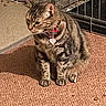 cat, tabby_cat, indoor, carpet, pet_collar, pet_tag, pet_bowl, metal_cage, feline, animal, sitting, brown, striped, fur, home, floor, quiet, domestic, pet, calm