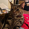 Lottie is registered to the contest to win money with this photo: cat, tabby_cat, pet, indoor, lap, fur, whiskers, relaxed, domestic, striped, collar, person, clothing, red, denim, home, kitchen, background, cozy, casual