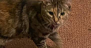 Lottie joined the competition — help win amazing prizes! cat, tabby, carpet, indoor, pet, animal, furniture, cord, plug, fan, brown, striped, floor, domestic, curious, standing, feline, closeup, household, blur