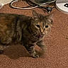 cat, tabby, carpet, indoor, pet, animal, furniture, cord, plug, fan, brown, striped, floor, domestic, curious, standing, feline, closeup, household, blur