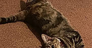 Lottie is registered to the contest to win money with this photo: animal, brown, carpet, cat, collar, cozy, curious, cute, domestic, feline, floor, home, indoor, looking, lying_down, pet, relaxed, resting, striped, tabby_cat