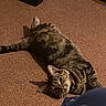 Lottie is registered to the contest to win money with this photo: cat, tabby_cat, carpet, indoor, pet, feline, animal, lying_down, looking, curious, cozy, relaxed, brown, striped, collar, floor, home, domestic, cute, resting