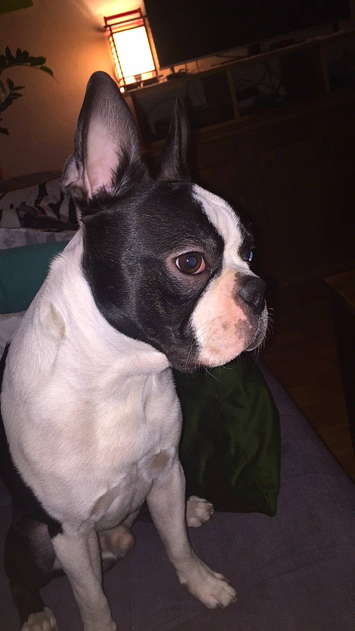 Orkan participe au concours pour gagner de l'argent avec cette photo : american_staffordshire_terrier, boston_terrier, canidae, carnivore, companion_dog, dog, dog_breed, fawn, french_bulldog, mammal, molosser, non_sporting_group, nose, rare_breed_dog, skin, snout, sporting_group, toy_bulldog, vertebrate, whiskers