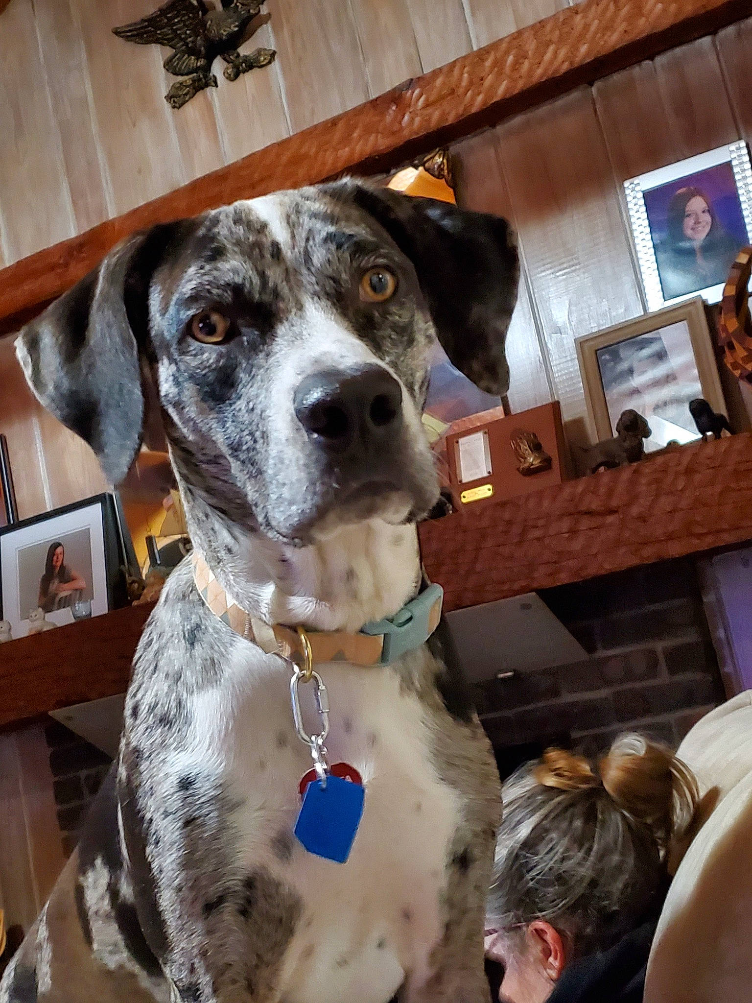 Petraca is registered to the contest to win money with this photo: bluetick_coonhound, braque_dauvergne, canidae, carnivore, catahoula_bulldog, dog, dog_breed, german_shorthaired_pointer, great_dane, hunting_dog, koolie, louisiana_catahoula_leopard_dog, mammal, pointer, snout, sporting_group