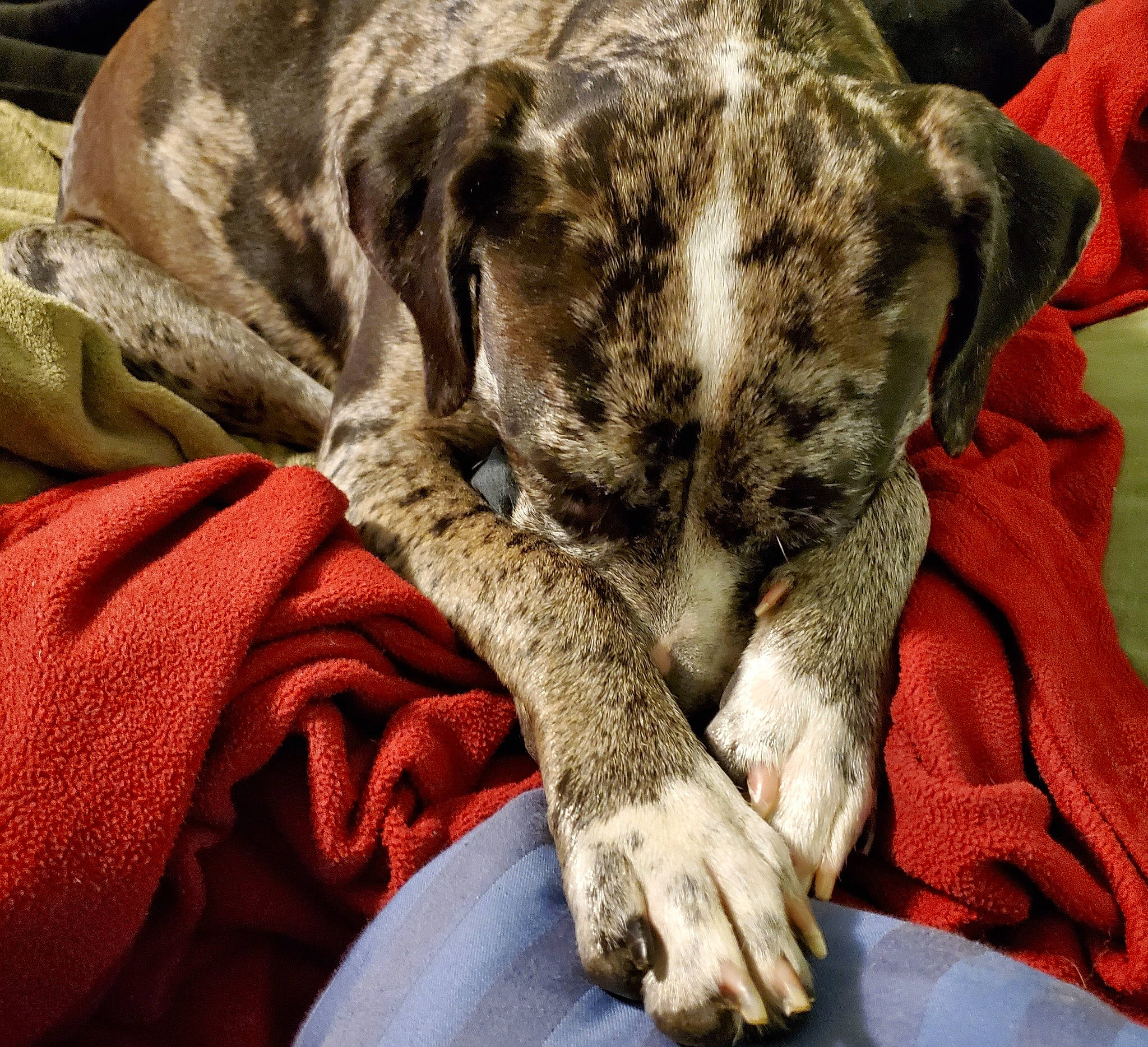 Petraca joined the competition — help win amazing prizes! canidae, carnivore, cat, dog, dog_breed, fawn, felidae, great_dane, guard_dog, louisiana_catahoula_leopard_dog, mammal, nap, non_sporting_group, puppy, sleep, sporting_group, whiskers