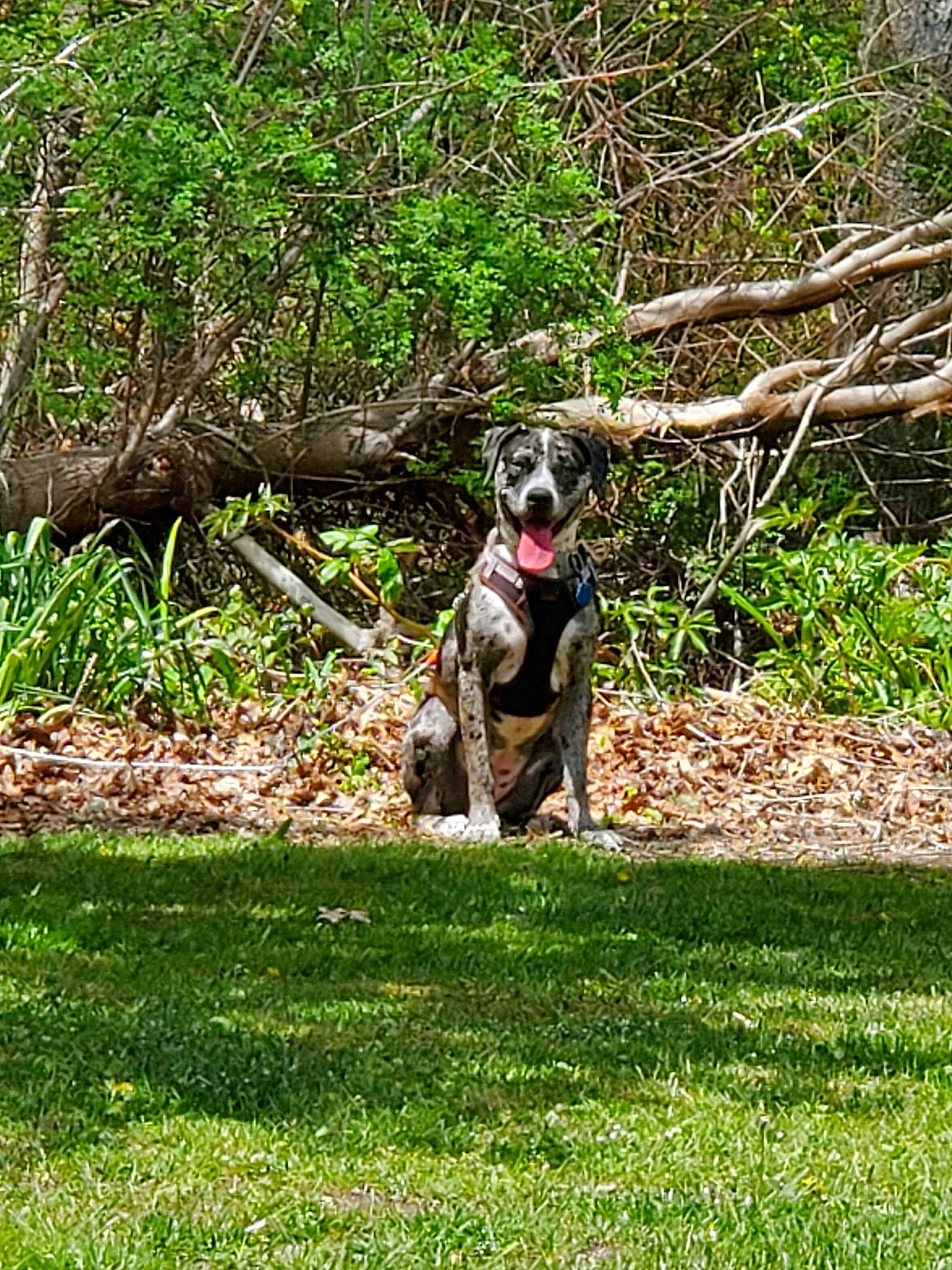 Petraca is registered to the contest to win money with this photo: canidae, carnivore, dog, dog_breed, grass, hunting_dog, louisiana_catahoula_leopard_dog, plant, sporting_group