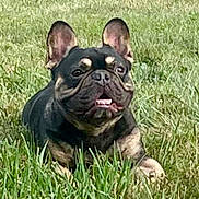 Chunk is registered to the contest to win money with this photo: dog, french_bulldog, grass, outdoor, pet, animal, canine, nature, happy, tongue, ears, black_and_tan, muzzle, laying, summer, playful, cute, snout, fur, daylight