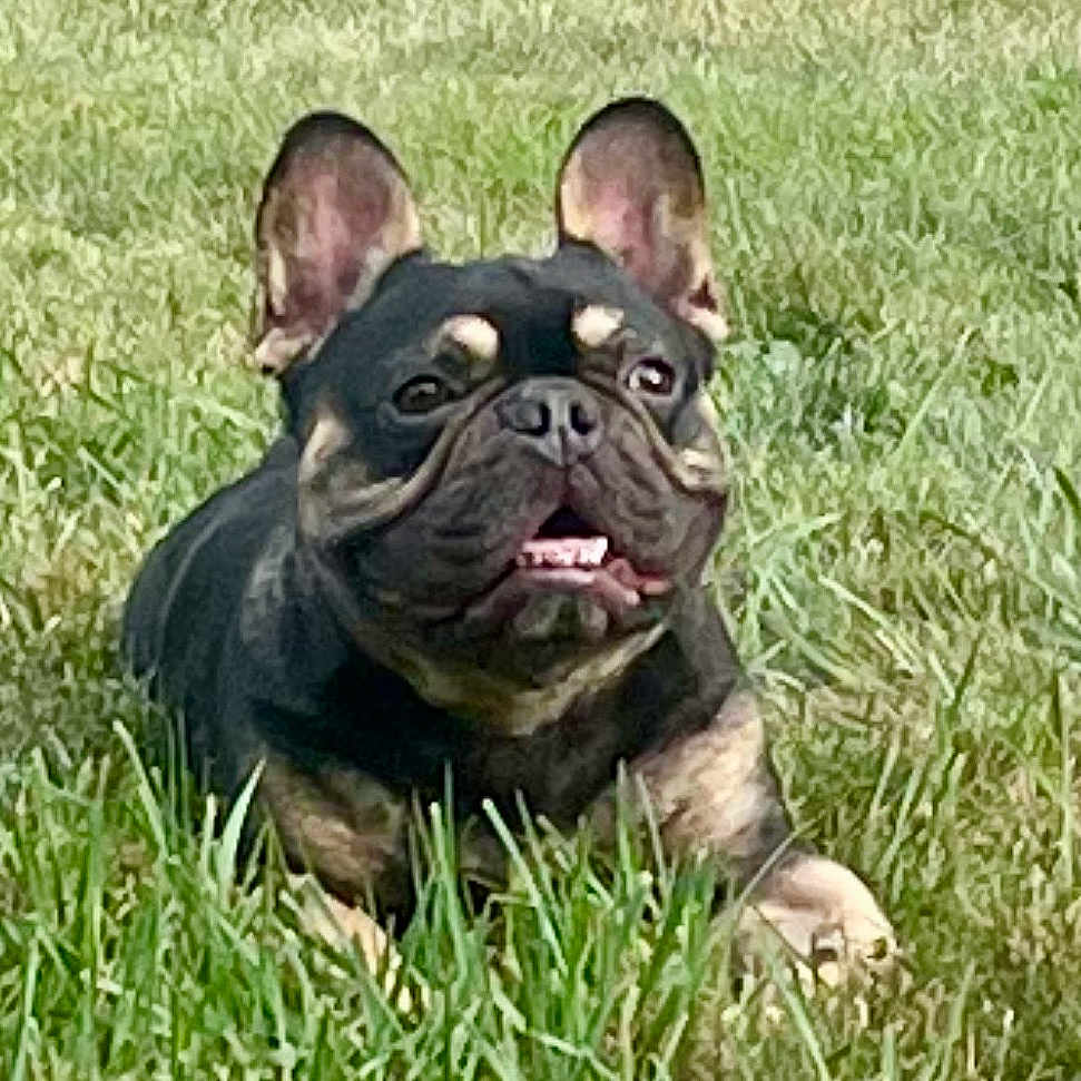Chunk