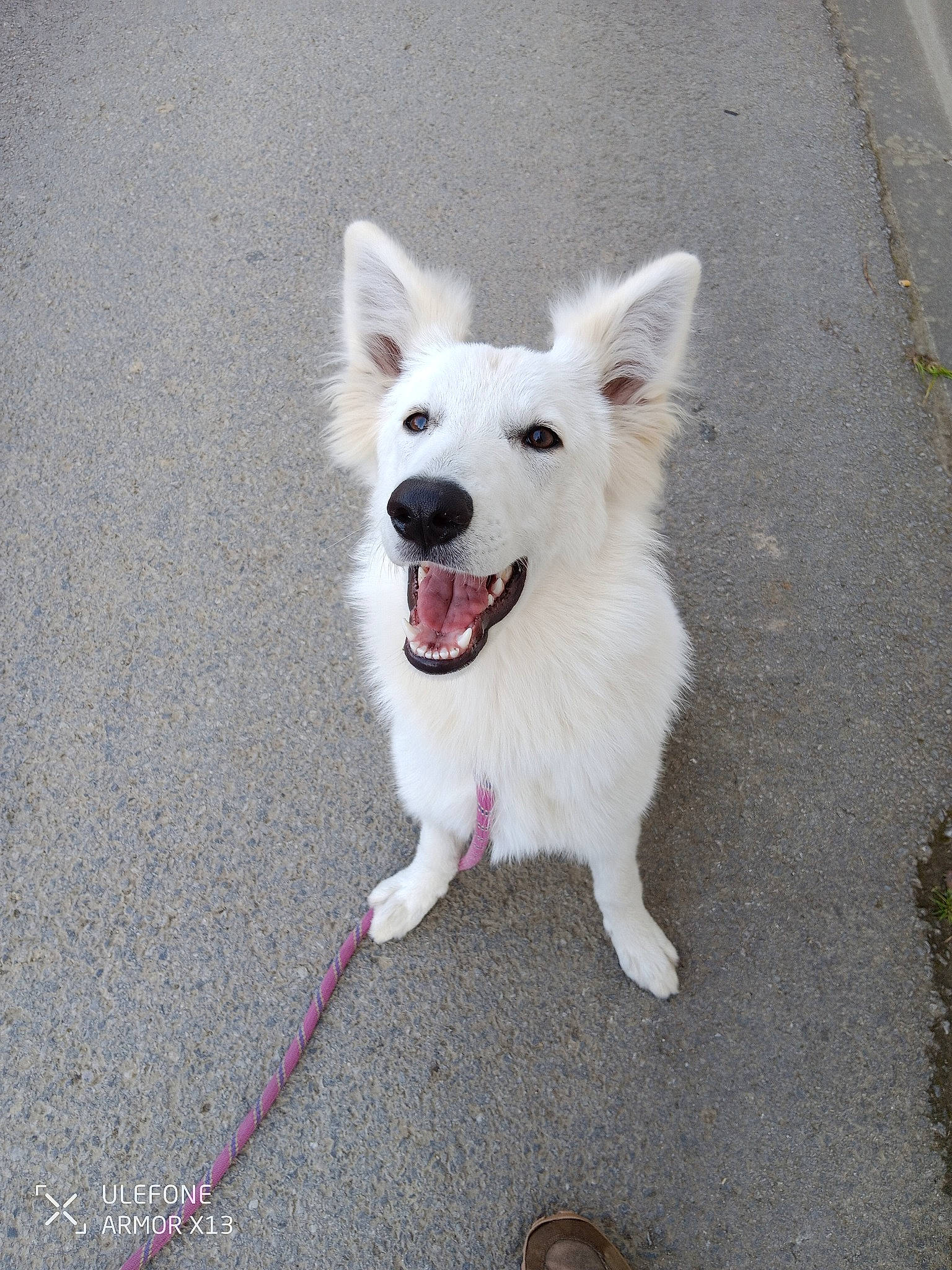 Lily a rejoint le concours — aidez-le/la à gagner de superbes lots ! american_eskimo_dog, asphalt, carnivore, collar, companion_dog, dog, dog_breed, dog_collar, dog_supply, fur, german_spitz, indian_spitz, japanese_spitz, road_surface, samoyed, tail, tar, volpino_italiano, whiskers, working_dog