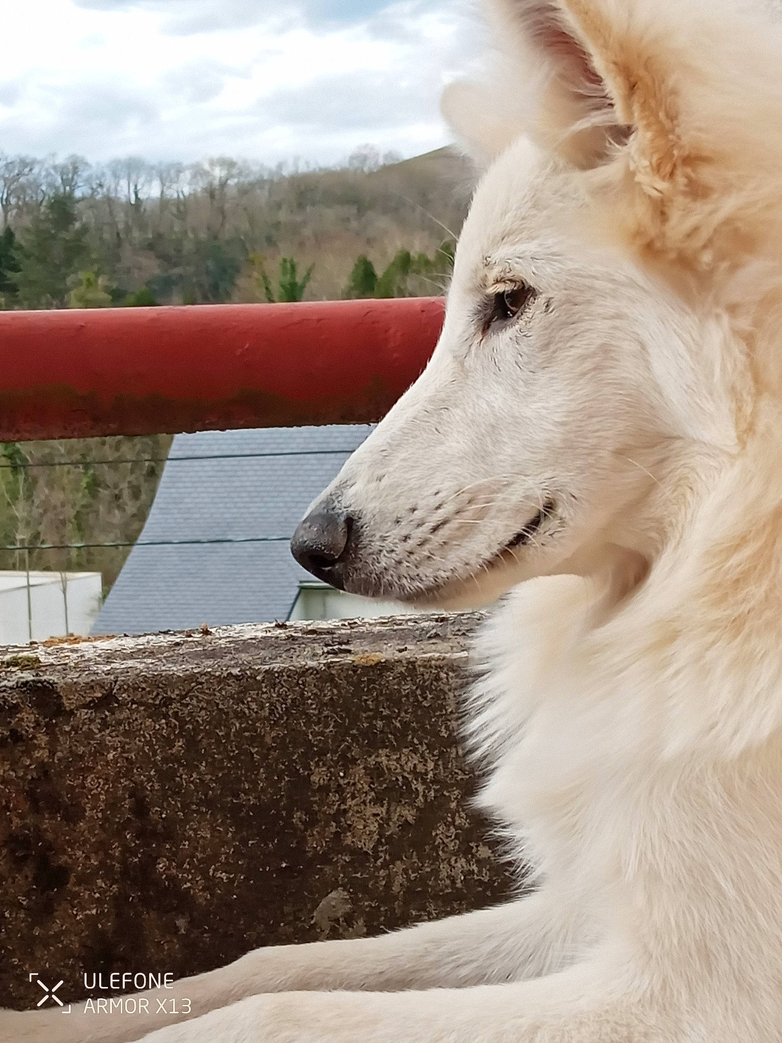 Lily participe au concours pour gagner de l'argent avec cette photo : ancient_dog_breeds, canidae, carnivore, cloud, companion_dog, dog, dog_breed, fur, jaw, non_sporting_group, plant, sky, snout, sporting_group, terrestrial_animal, tree, whiskers, wildlife, working_animal, working_dog
