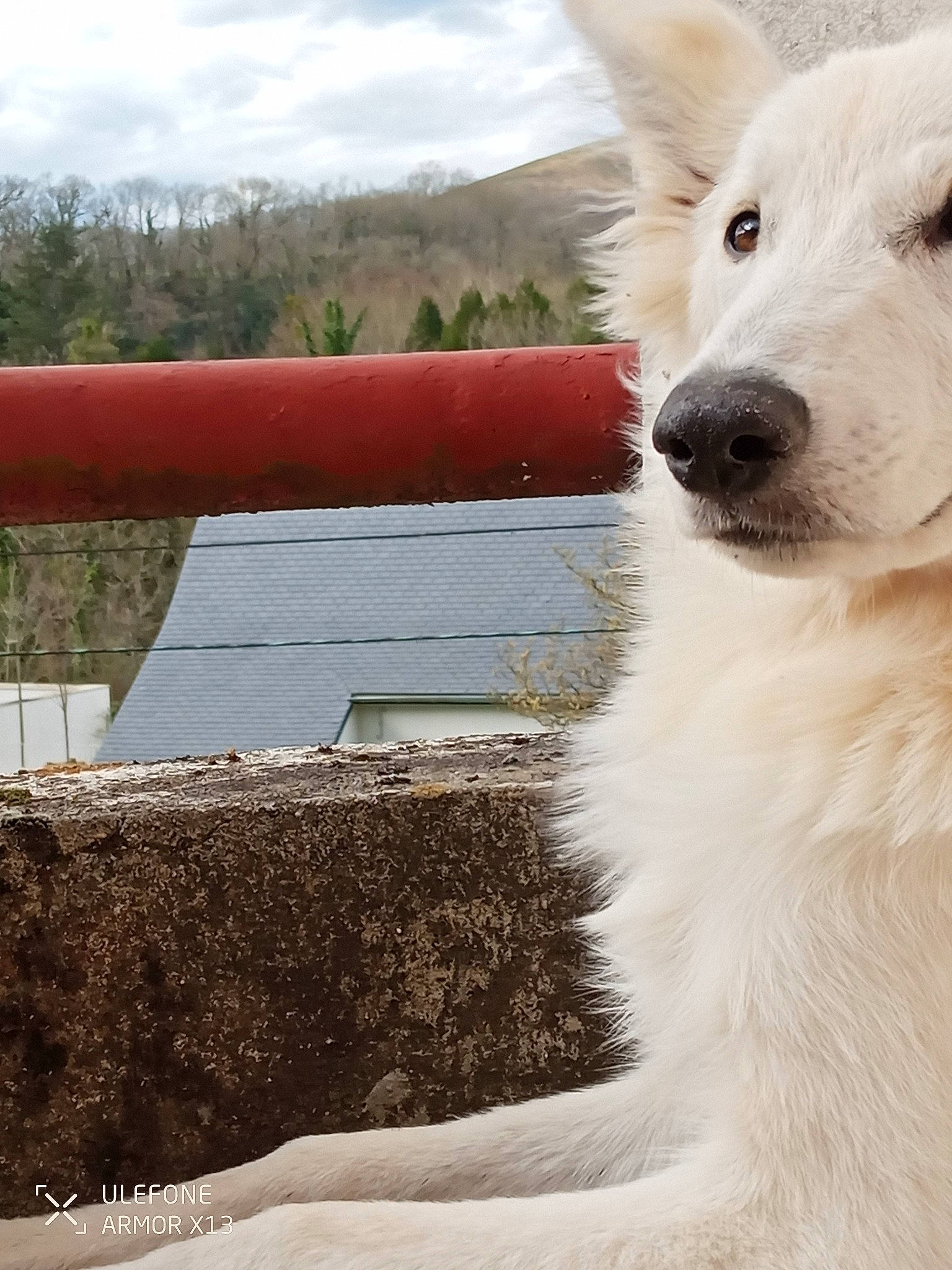 Lily participe au concours pour gagner de l'argent avec cette photo : canidae, carnivore, cloud, companion_dog, dog, dog_breed, dog_collar, dog_supply, fur, non_sporting_group, pet_supply, plant, samoyed, sky, sporting_group, tail, tree, whiskers, working_animal, working_dog