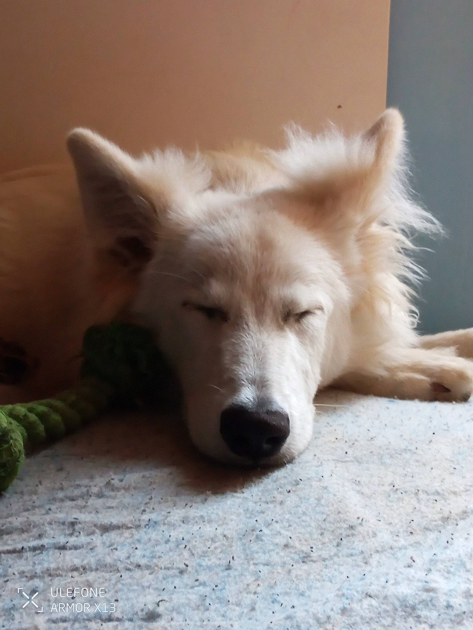 Lily participe au concours pour gagner de l'argent avec cette photo : canidae, carnivore, companion_dog, dog, dog_breed, fawn, flooring, fur, herding_dog, non_sporting_group, sporting_group, terrestrial_animal, whiskers, wood, working_animal, working_dog