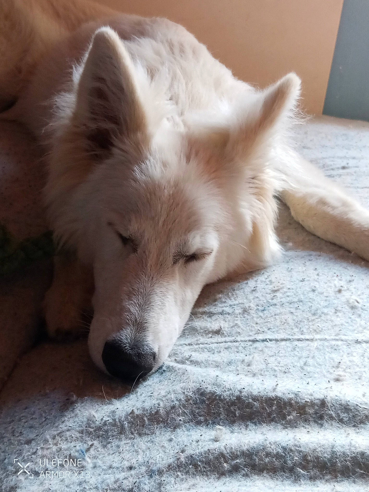 Lily participe au concours pour gagner de l'argent avec cette photo : ancient_dog_breeds, canidae, canis, carnivore, comfort, companion_dog, dog, dog_breed, fawn, flooring, fur, non_sporting_group, snout, sporting_group, terrestrial_animal, whiskers, wildlife, wood, working_animal, working_dog