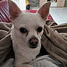 Shelby participe au concours pour gagner de l'argent avec cette photo : animal, blanket, chihuahua, close_up, companion, couch, cozy, cute, dog, domestic_animal, ears, fur, furniture, indoor, living_room, pet, resting, small_dog, television, white_dog