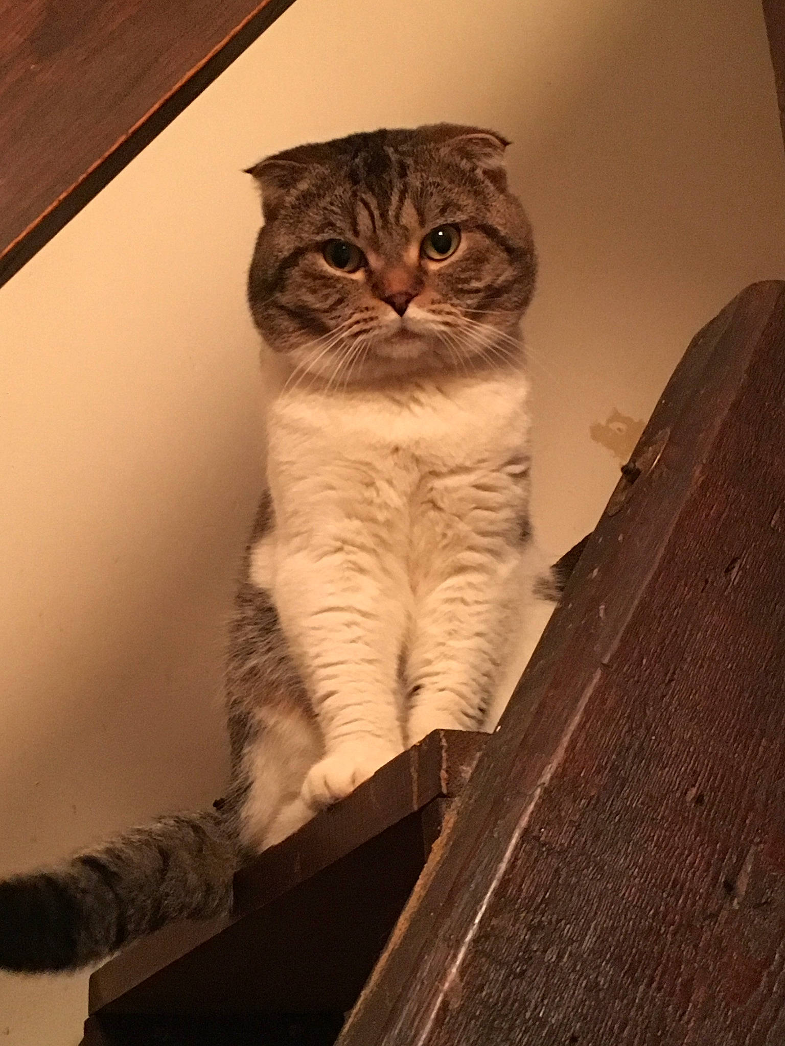 Olaf a rejoint le concours — aidez-le/la à gagner de superbes lots ! art, brown, carnivore, cat, domestic_short_haired_cat, fawn, felidae, fur, sitting, small_to_medium_sized_cats, snout, stairs, tail, terrestrial_animal, tints_and_shades, tree, whiskers, wildlife, window, wood