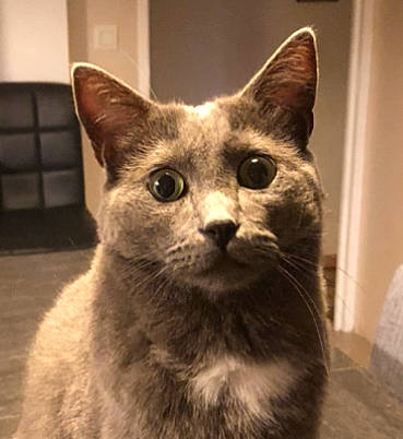 Paco a rejoint le concours — aidez-le/la à gagner de superbes lots ! carnivore, cat, domestic_short_haired_cat, felidae, fur, small_to_medium_sized_cats, snout, tail, terrestrial_animal, whiskers, window