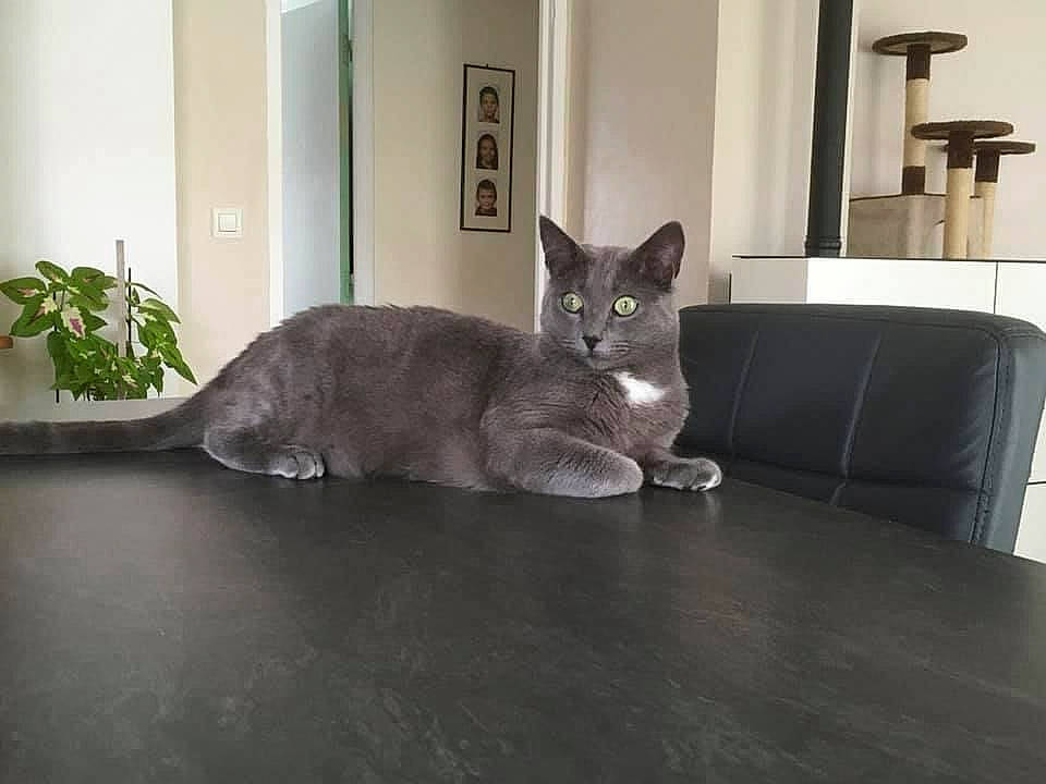 Paco a rejoint le concours — aidez-le/la à gagner de superbes lots ! carnivore, cat, comfort, domestic_short_haired_cat, door, felidae, floor, flooring, grey, hardwood, houseplant, mammal, plant, russian_blue, small_to_medium_sized_cats, table, tail, whiskers, window, wood