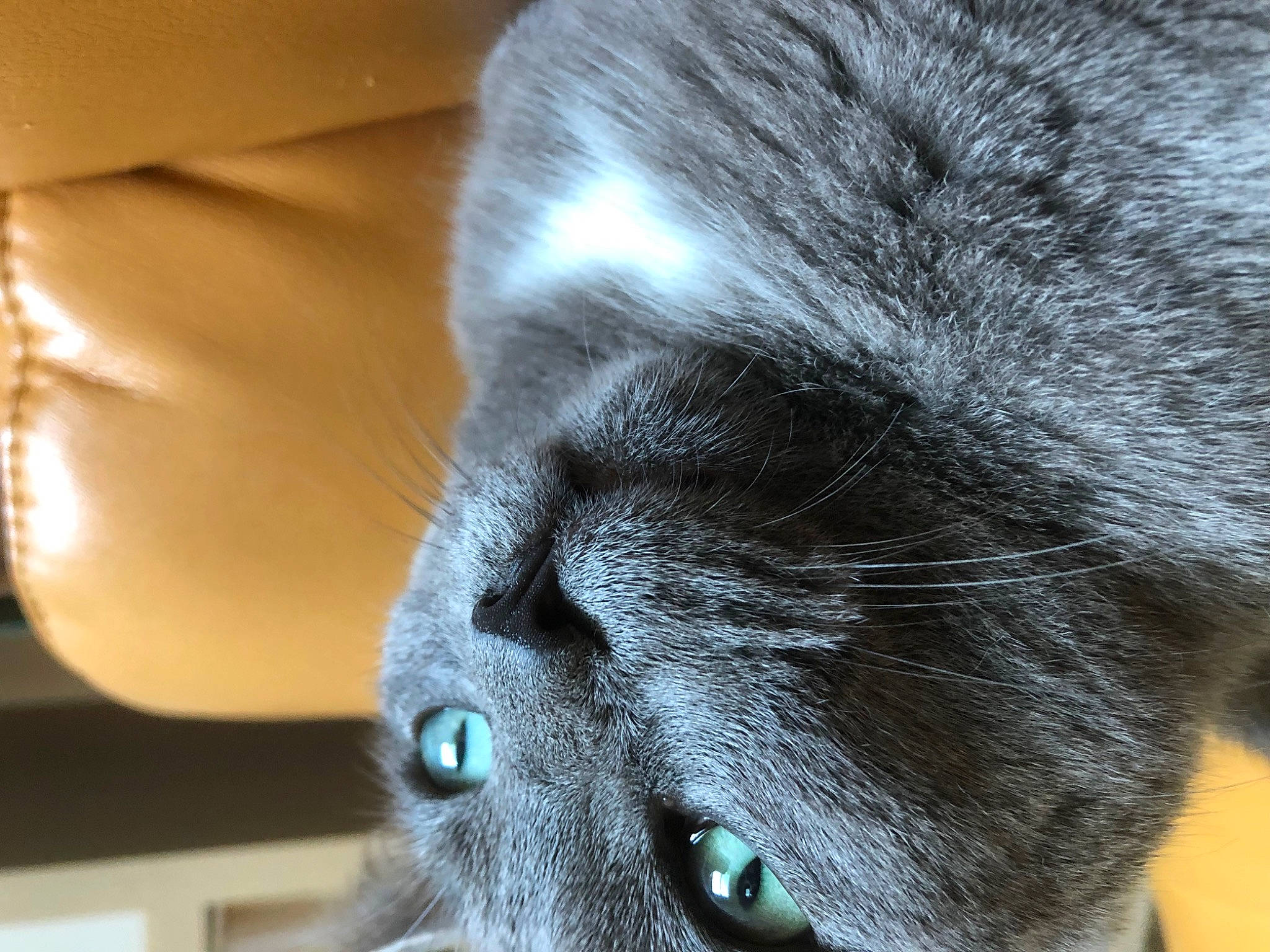 Paco participe au concours pour gagner de l'argent avec cette photo : carnivore, cat, chartreux, claw, comfort, domestic_short_haired_cat, ear, electric_blue, eye, felidae, fur, grey, human_body, paw, russian_blue, small_to_medium_sized_cats, snout, terrestrial_animal, whiskers