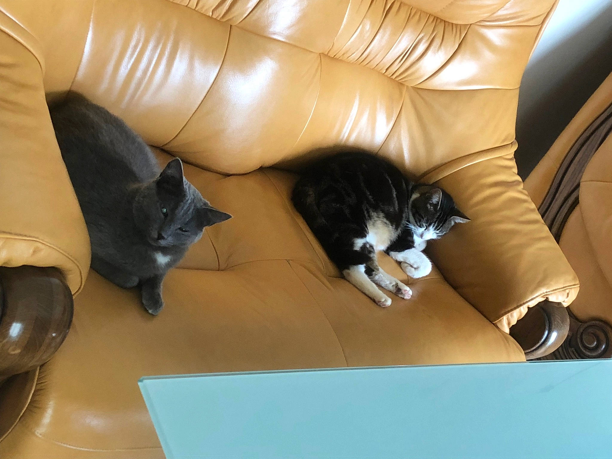Paco participe au concours pour gagner de l'argent avec cette photo : armrest, automotive_design, black, carnivore, cat, comfort, couch, felidae, flooring, furniture, hardwood, human_leg, leg, living_room, small_to_medium_sized_cats, studio_couch, thigh, vertebrate, whiskers, wood