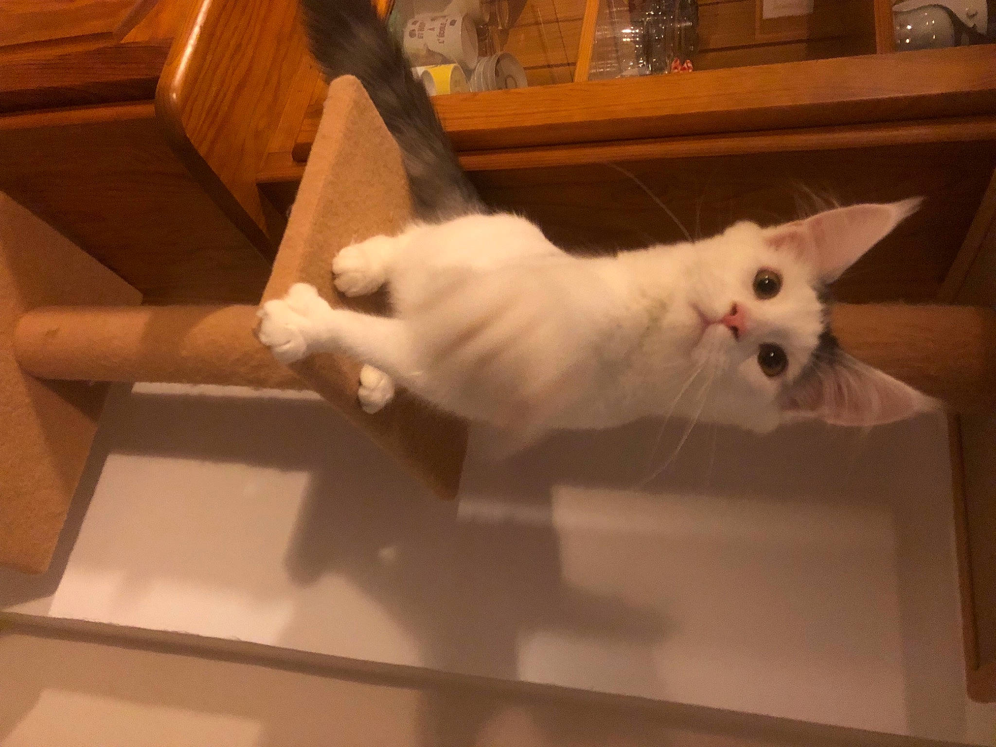 Spock a rejoint le concours — aidez-le/la à gagner de superbes lots ! carnivore, cat, domestic_short_haired_cat, eye, fawn, felidae, flooring, fur, hardwood, head, home_appliance, paw, room, small_to_medium_sized_cats, snout, tail, whiskers, wood