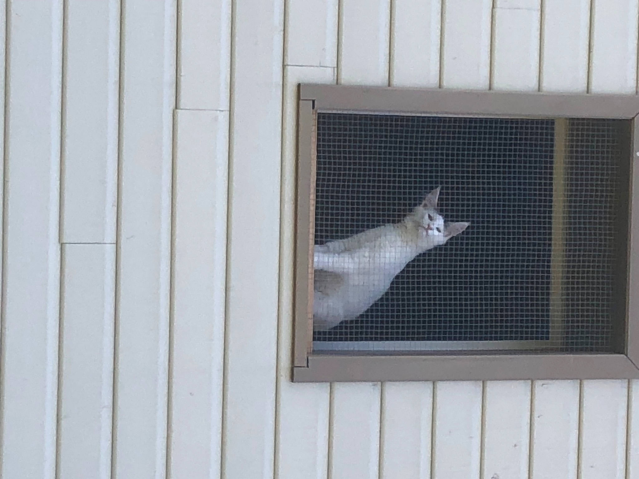 Spock participe au concours pour gagner de l'argent avec cette photo : animal_shelter, cage, carnivore, cat, facade, felidae, glass, grey, line, rectangle, sash_window, small_to_medium_sized_cats, snout, tail, wall, whiskers, window, window_covering, window_treatment, wood
