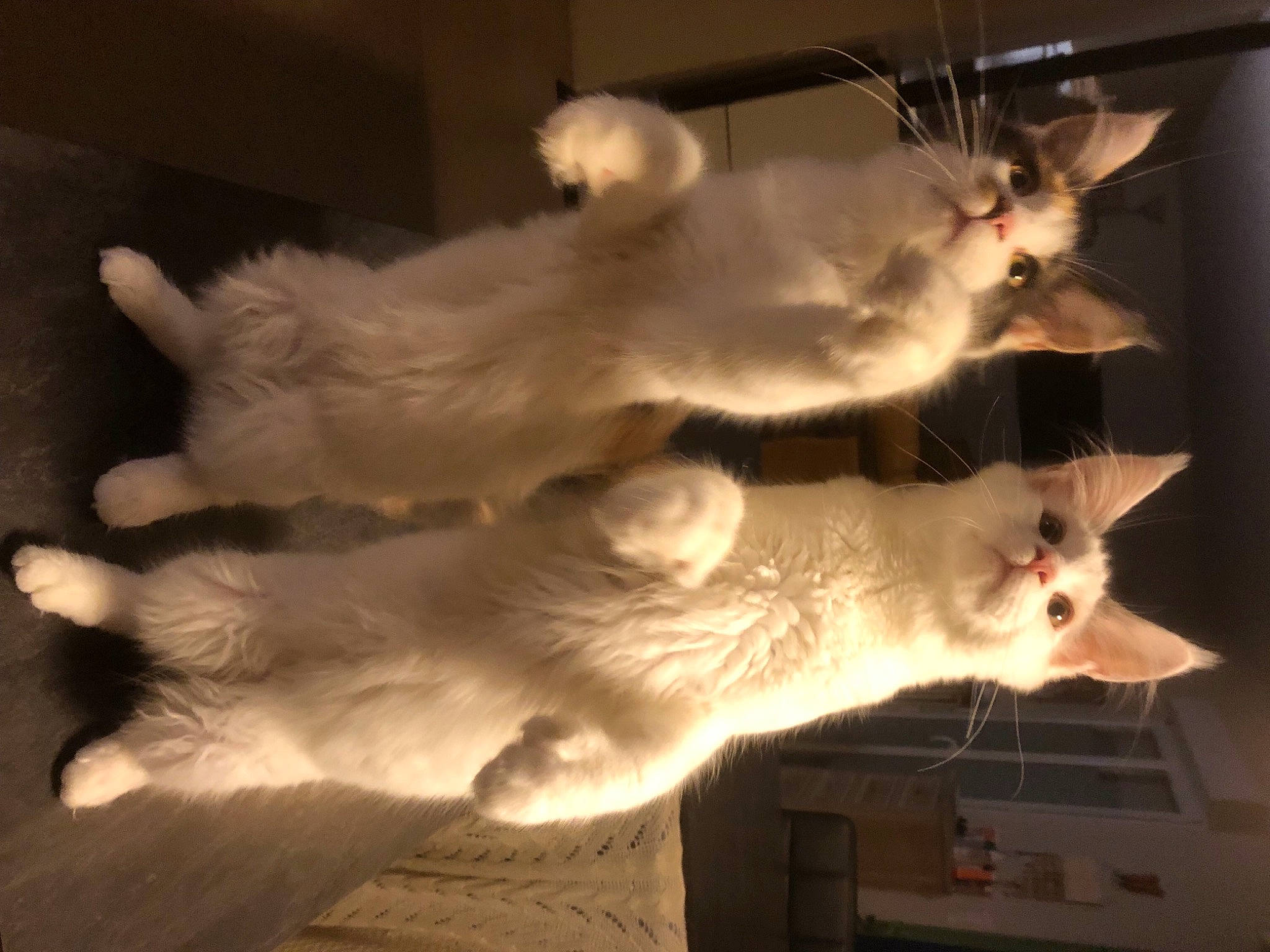 Spock participe au concours pour gagner de l'argent avec cette photo : canidae, carnivore, cat, darkness, dog_breed, domestic_short_haired_cat, felidae, fur, paw, plant, shadow, small_to_medium_sized_cats, snout, tail, whiskers