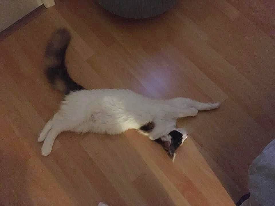 Sweety participe au concours pour gagner de l'argent avec cette photo : carnivore, cat, comfort, companion_dog, dog_breed, domestic_short_haired_cat, felidae, floor, flooring, fur, hardwood, laminate_flooring, paw, small_to_medium_sized_cats, tail, varnish, whiskers, wood, wood_flooring, wood_stain