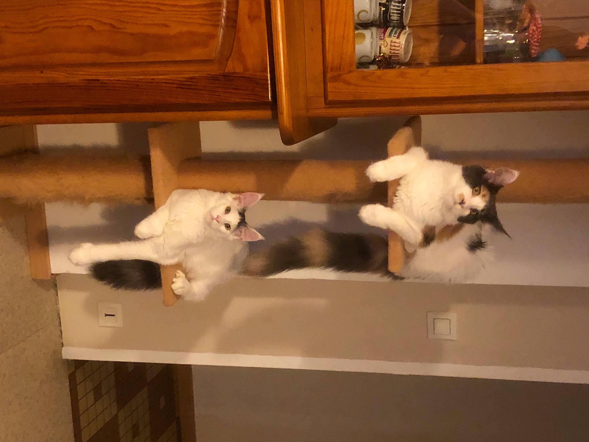 Sweety participe au concours pour gagner de l'argent avec cette photo : building, carnivore, cat, companion_dog, dog_breed, domestic_short_haired_cat, fawn, felidae, floor, flooring, fur, hardwood, house, mammal, room, small_to_medium_sized_cats, sporting_group, tail, whiskers, wood