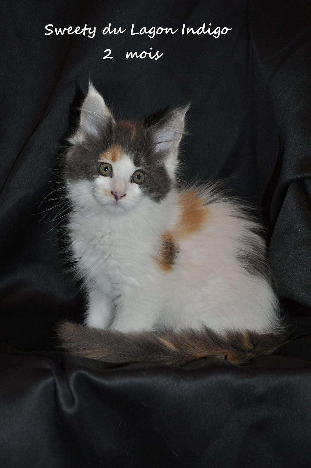 Sweety participe au concours pour gagner de l'argent avec cette photo : art, box, carnivore, cat, comfort, darkness, domestic_short_haired_cat, felidae, font, fur, grey, paw, photo_caption, sitting, small_to_medium_sized_cats, snout, tail, terrestrial_animal, whiskers, window